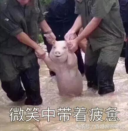 还去香港干嘛?日本都比香港折扣大