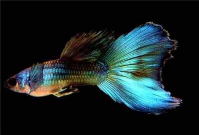 孔雀鱼下崽时难产怎么办,孔雀鱼待产的正确方法