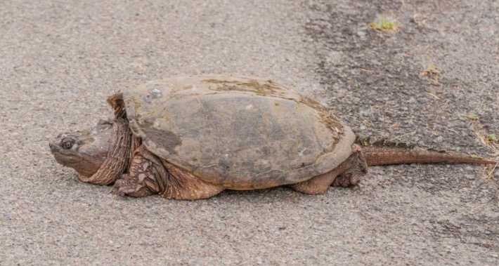 小鳄龟苗怎样养绿毛鳄龟,如何养好鳄龟让鳄龟更凶狠