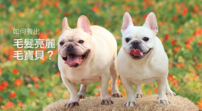 怎么让金毛毛发茂盛,怎么让金毛毛发旺盛