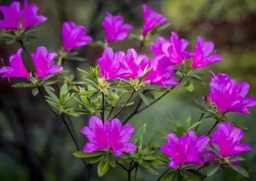 9月不翻盆来年开花少