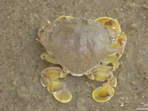 羊口开海！倒计时一天！第一网吃起来！看完哈喇子流一地