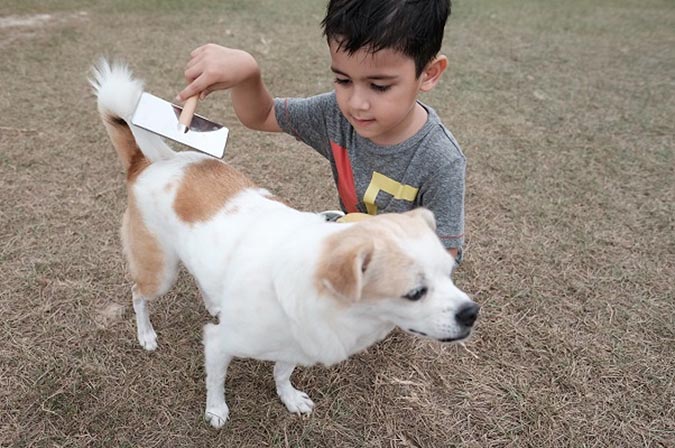怎么让金毛毛发茂盛,怎么让金毛毛发旺盛