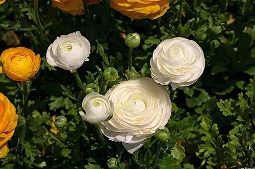 9月不翻盆来年开花少