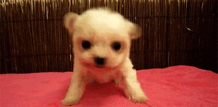 狗狗断奶后吃什么最营养,狗狗断奶后吃什么最好