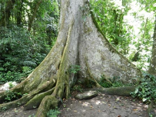 大自然新三层原木风地板批发价,大自然地板橡木之秋