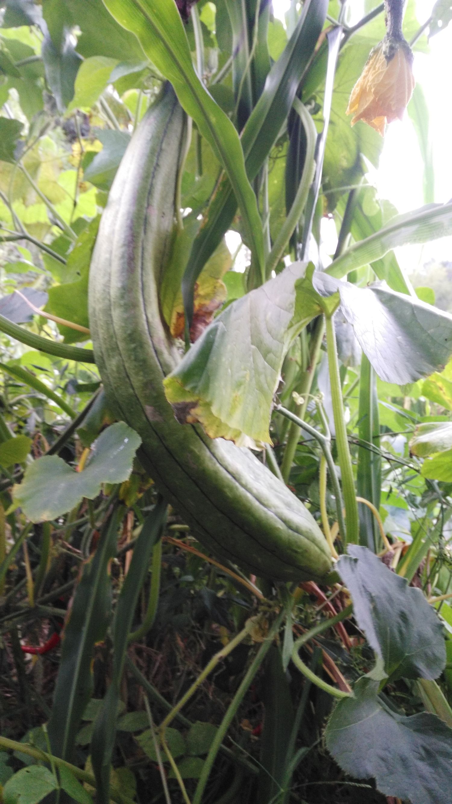 丝瓜汤治咽炎的偏方,丝瓜水治慢性咽炎一天喝几次