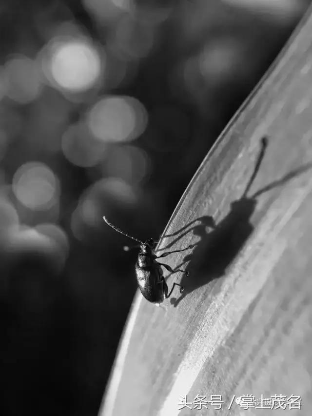 手机摄影田园生活图片,手机摄影主题