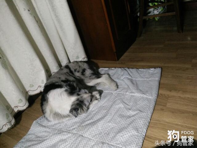 你们的边牧都是怎么养的,养一只大的边牧还可以听话吗