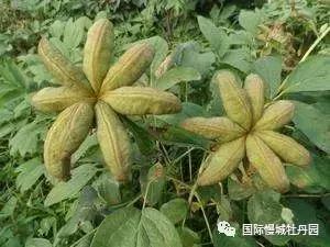 专业角度看凤丹各器官特点，带你全面科学认识高淳四宝-白牡丹