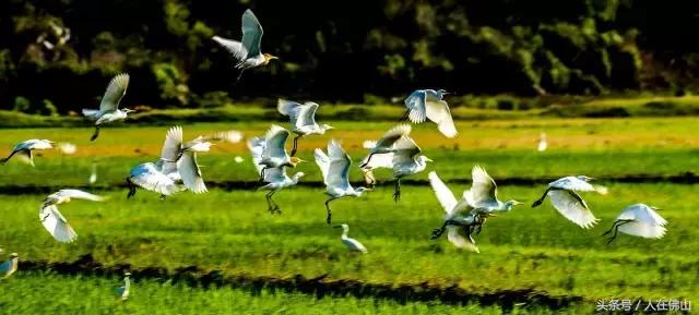 佛山西站出发动车直达!九月的普者黑,美成一幅脱俗的3D田园画~