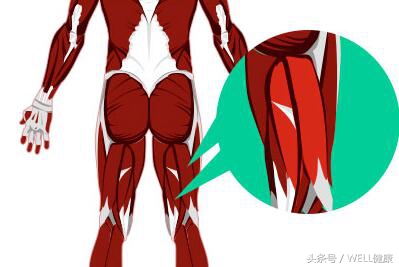 跑步拉伤大腿腘绳肌,跑步腘绳肌疼痛恢复