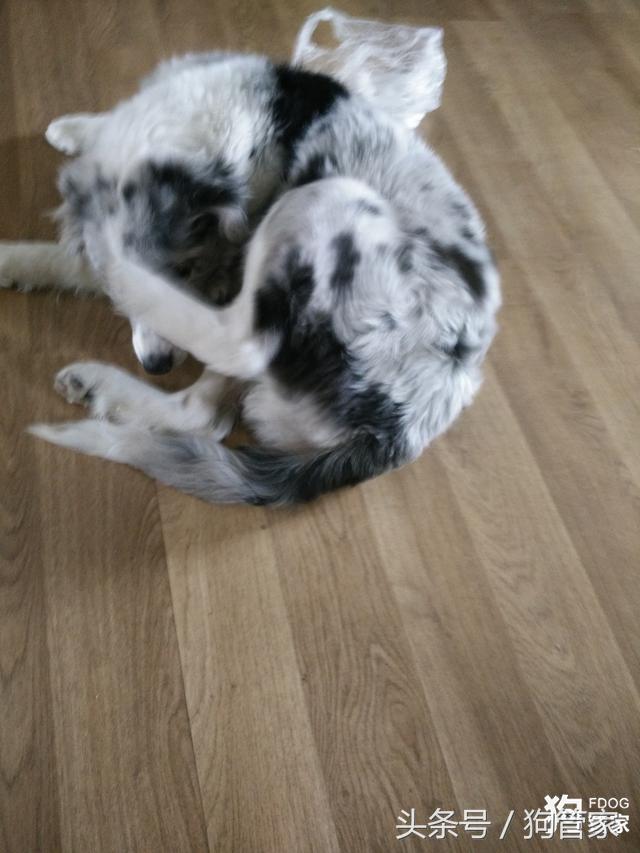 你们的边牧都是怎么养的,养一只大的边牧还可以听话吗