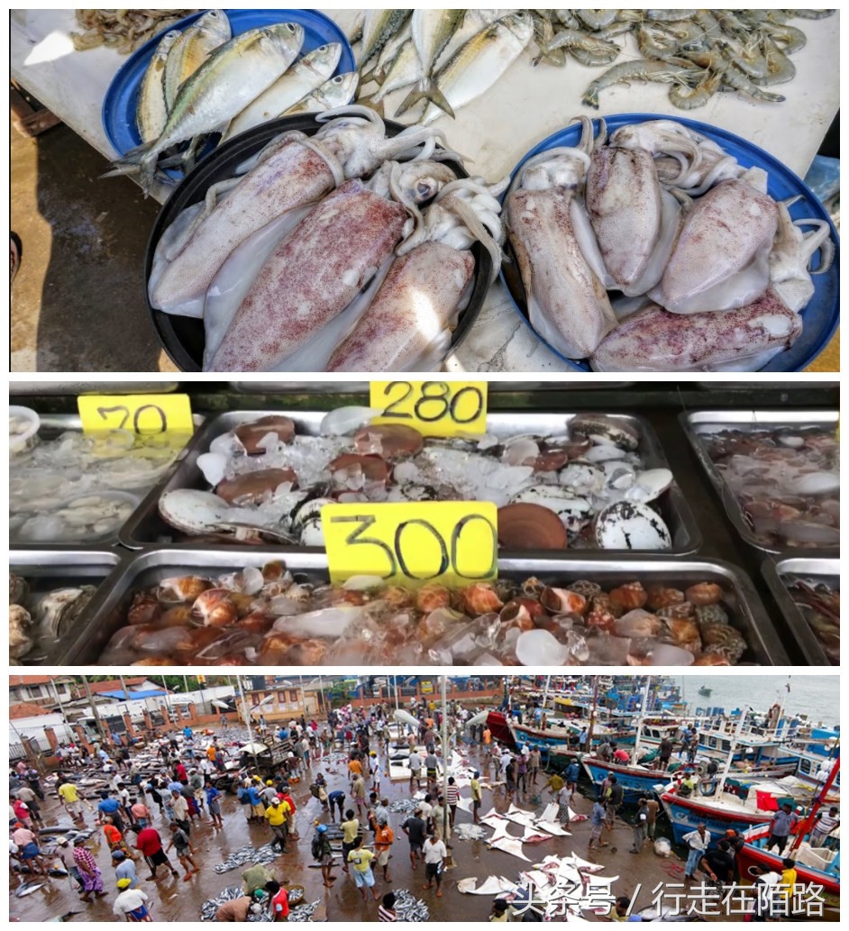 晚间捕鱼的渔民,晚上捕鱼白天卖寿司