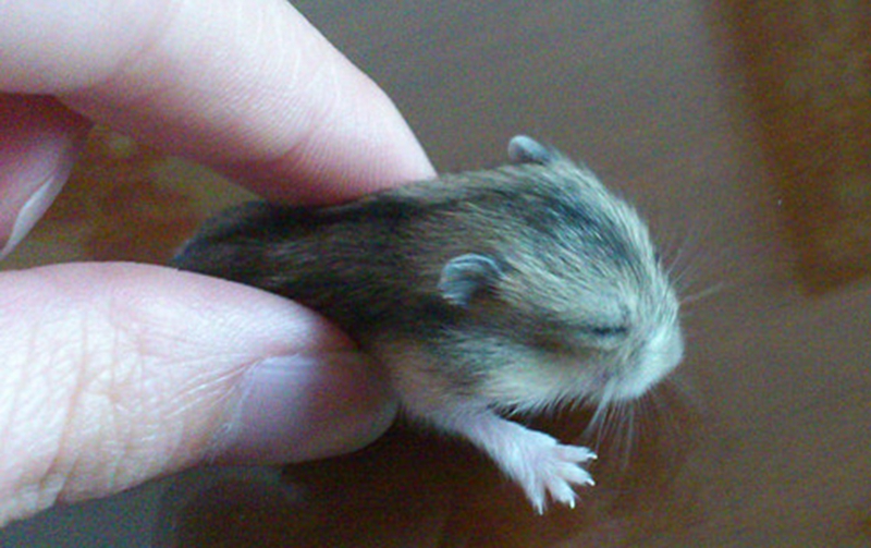 花15块钱买了个小仓鼠,偷偷买了一只小仓鼠