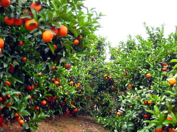 砂糖橘禁忌,沙糖桔肥料用多了怎么解决