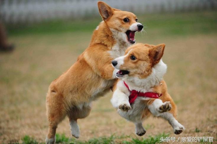 狗狗过分活泼怎么训练,狗狗太活泼咬人怎么办