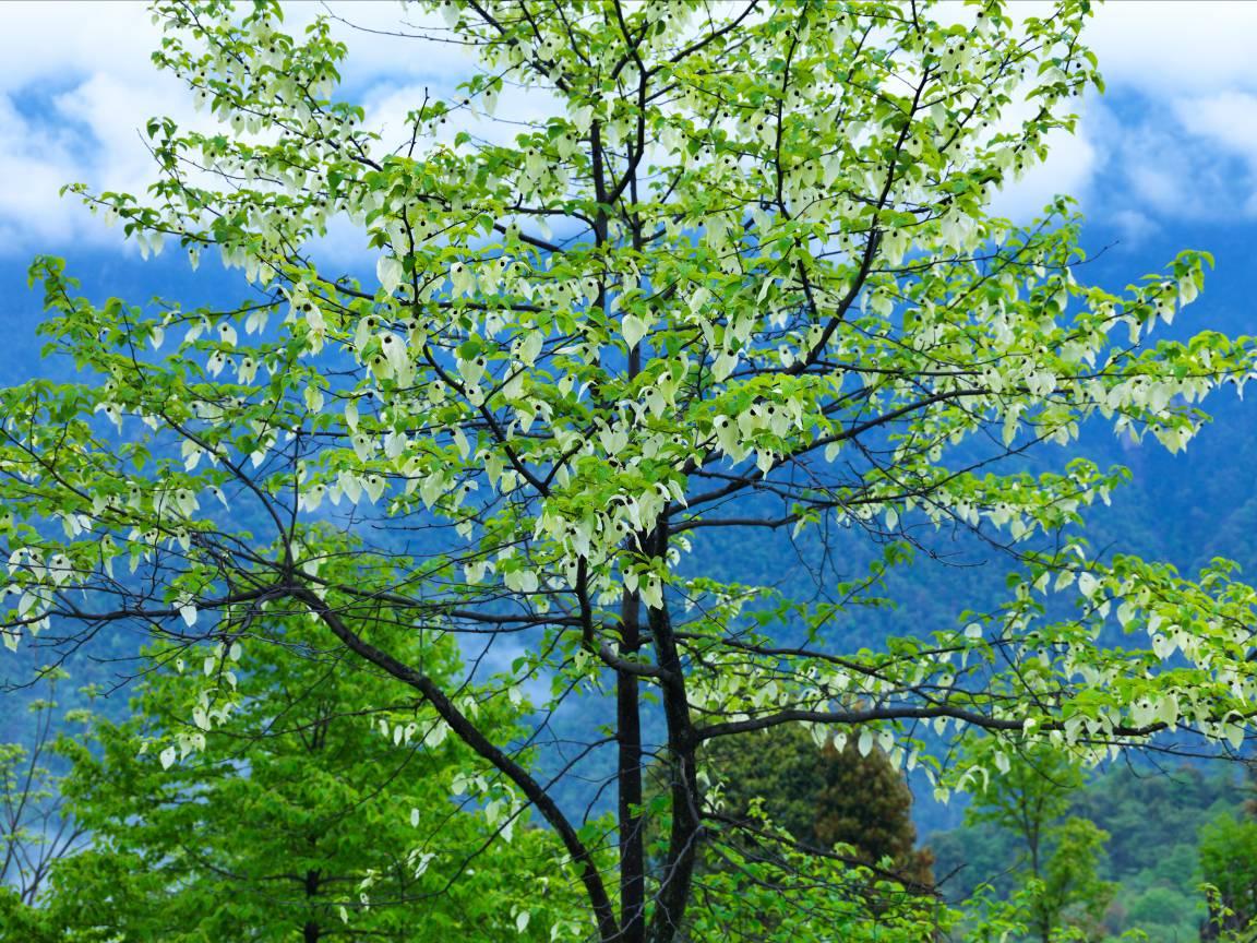 珙县情况,珙县的来历