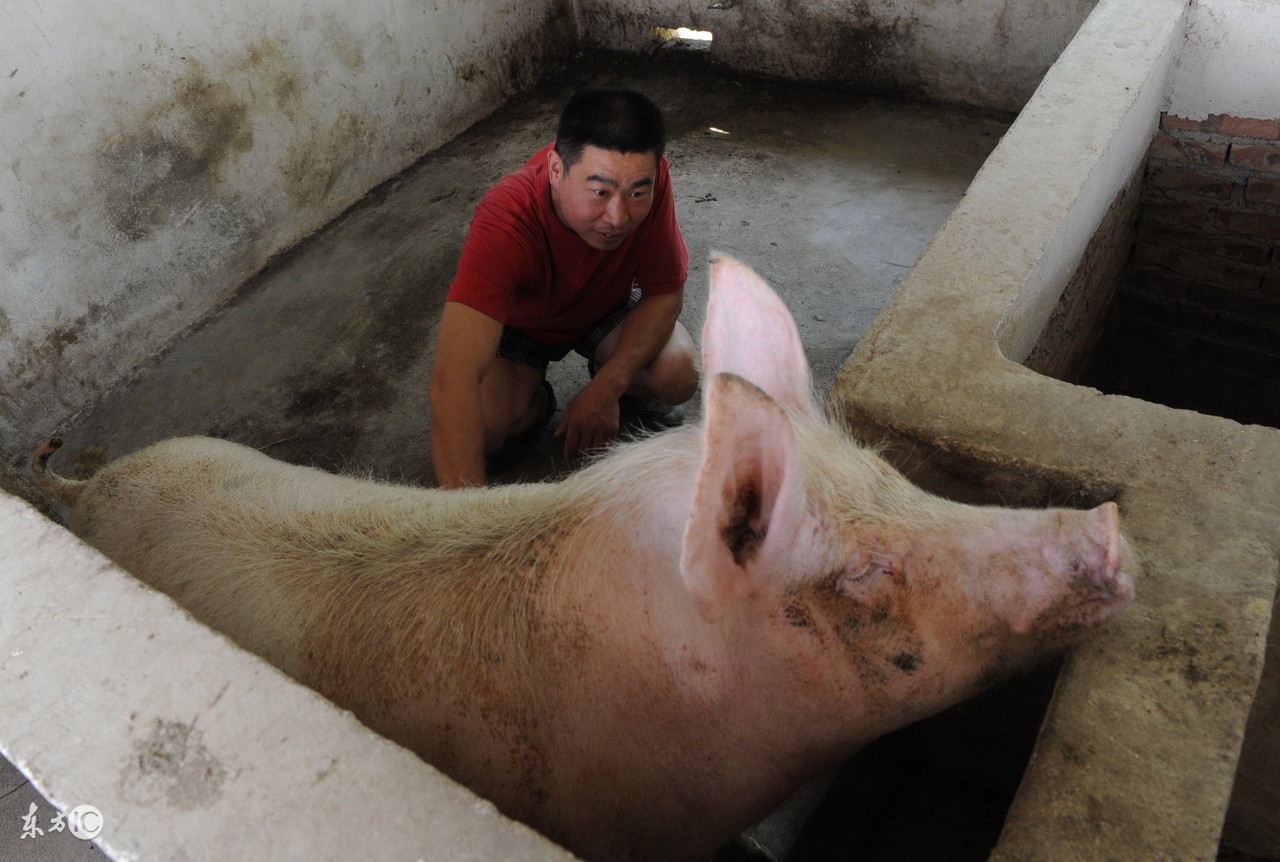 养猪大量死亡的原因,养猪出现大面积死亡