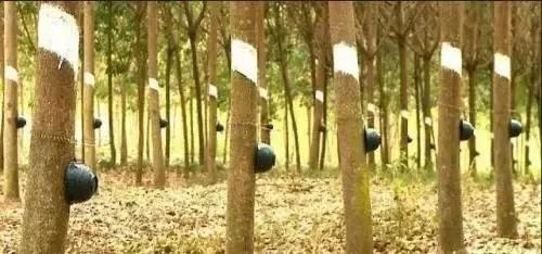 乳胶枕可以治疗颈椎病吗,乳胶枕那么软真的能缓解颈椎病吗