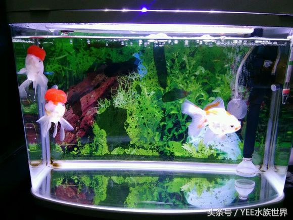 硝化细菌怎么换水最好,鱼缸每次换水都要加硝化细菌吗