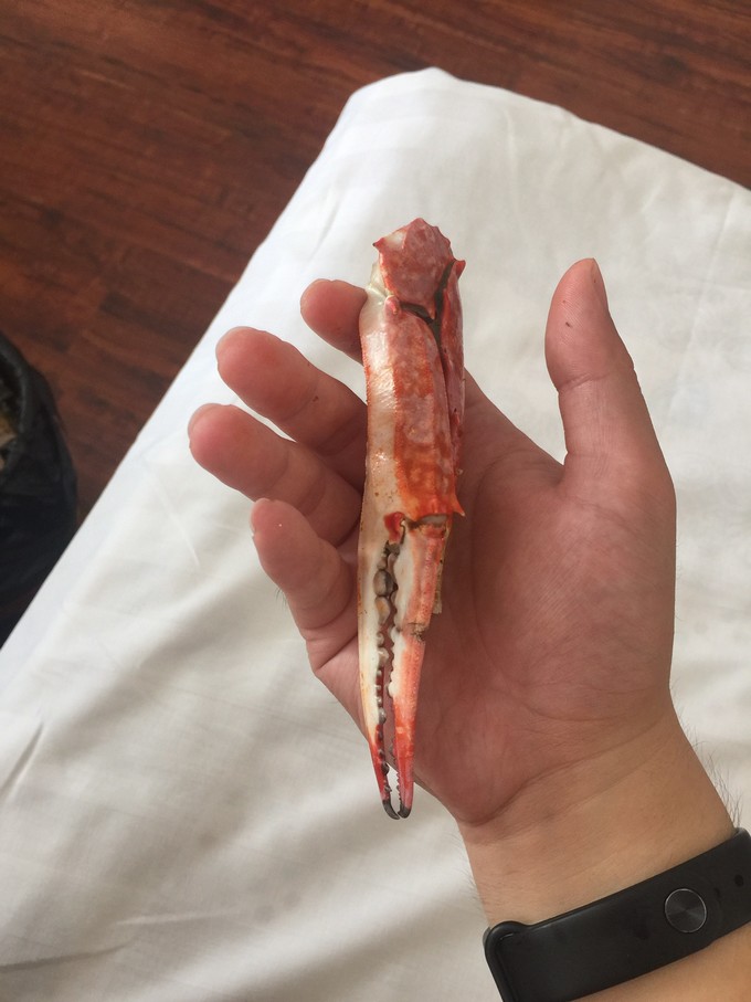 营口鲅鱼和青岛鲅鱼有区别吗,辽宁鲅鱼圈小鲅鱼