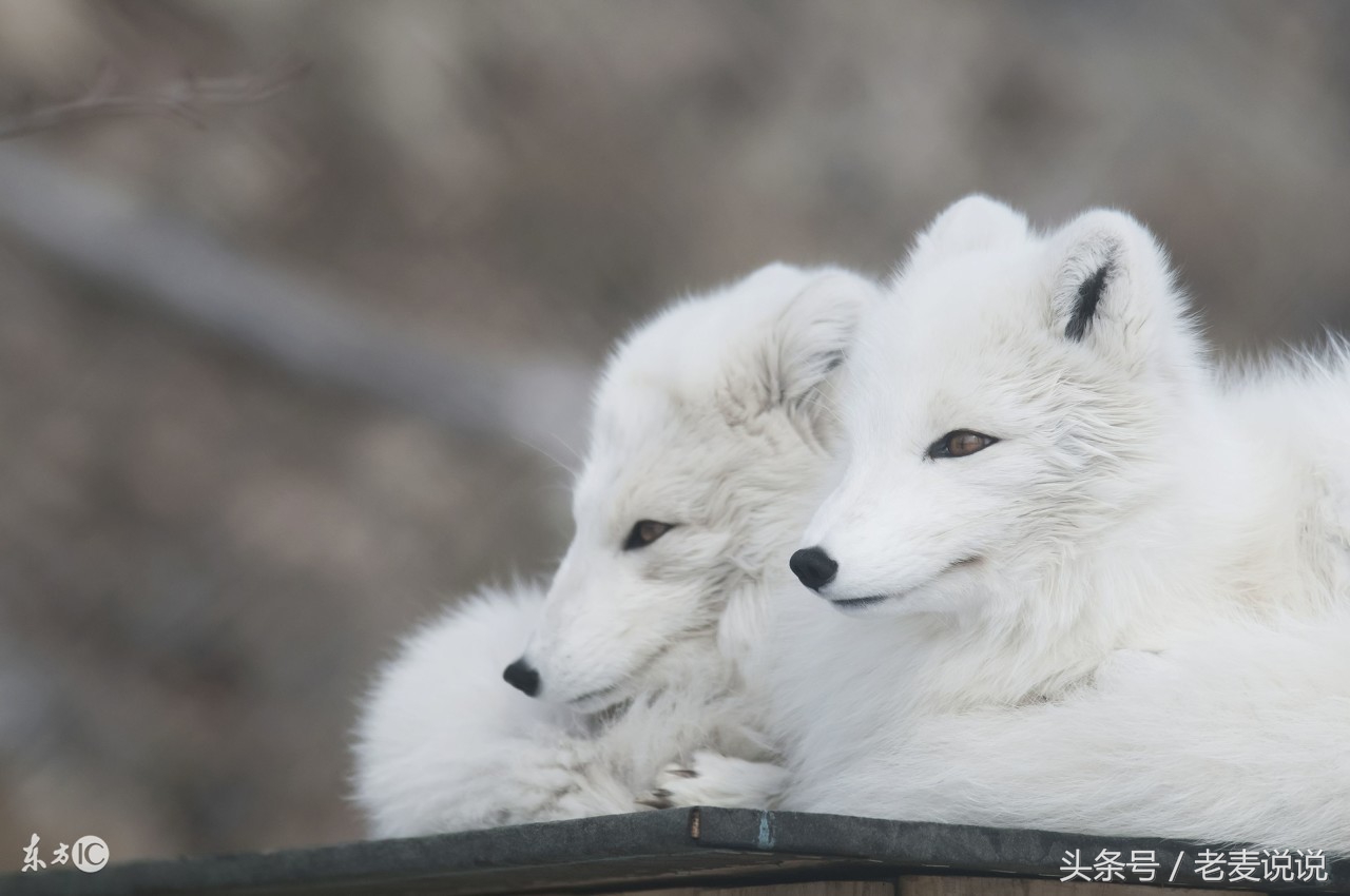 说出马,说出马就出马