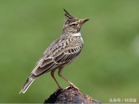 你认识百灵鸟吗,会说话的百灵鸟