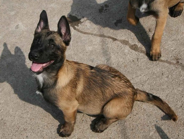 马犬如何训练站立，直接在家就可以训练马犬