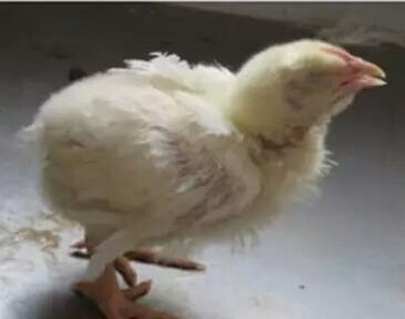 鸡支气管堵塞自愈方法,支气管堵塞的处理建议