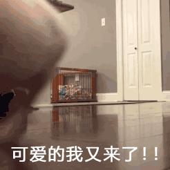 红腰子小黑瓶和小棕瓶怎么选,红腰子跟小棕瓶哪款好