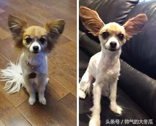 和爸爸在家带孩子怎么沟通,当爸爸带孩子的时候有什么惊喜