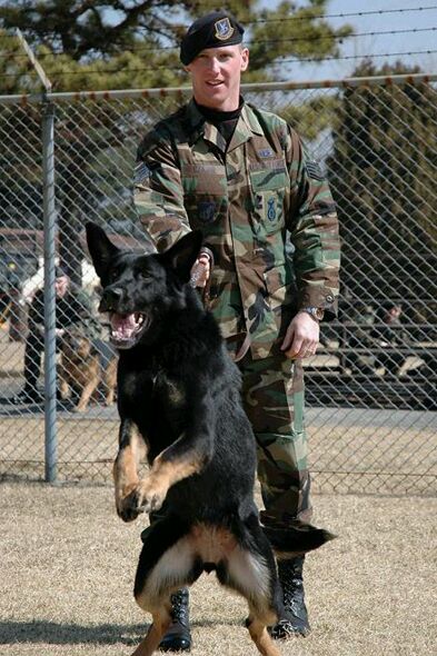 锤系德牧好还是赛级德牧好,为什么叫德牧狼狗