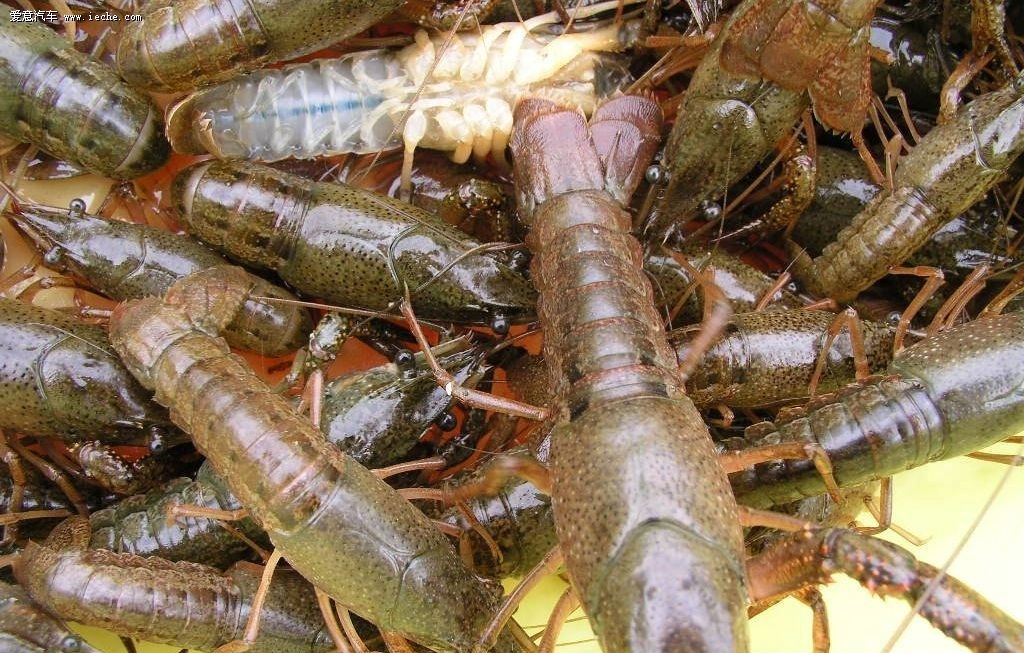 龙虾养殖赚钱方法技巧图解,龙虾养殖赚钱方法有哪些