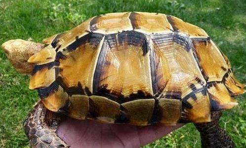 云南凹甲陆龟,常山凹甲陆龟