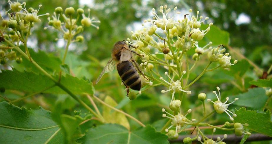 哪些农作物可赚钱,有哪些种植业赚钱的