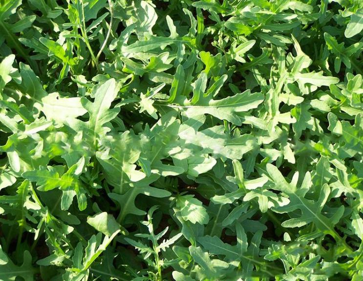 哪些农作物可赚钱,有哪些种植业赚钱的