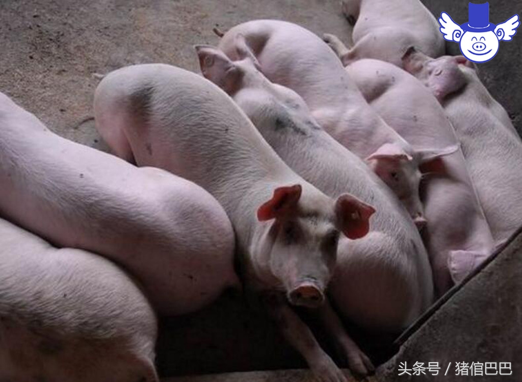 猪场污染处理,猪场水井污染怎么处理