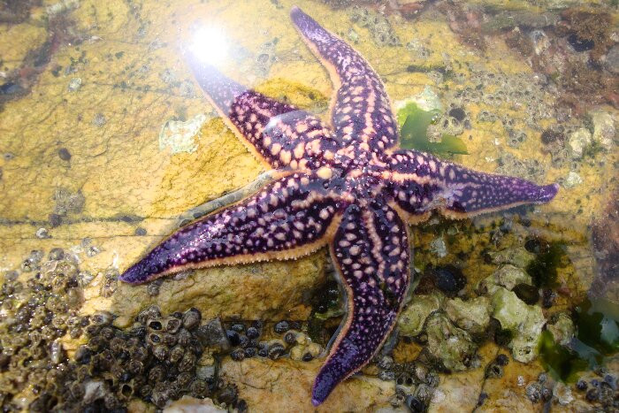 日照海捕海鲜有哪些,日照赶海后抓到的海鲜去哪儿吃