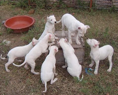 杜高训练方法和技巧,杜高幼犬的最佳养殖方法