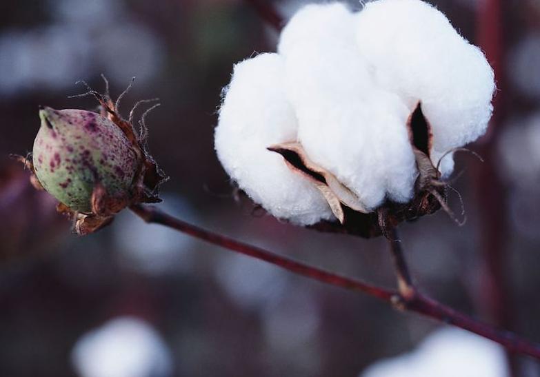 十种最赚钱的农作物,哪几种农作物有蜂蜜