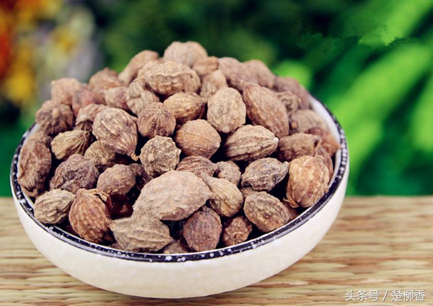 深山不起眼的“它”,竟是我国四大南药，卖100元/公斤！