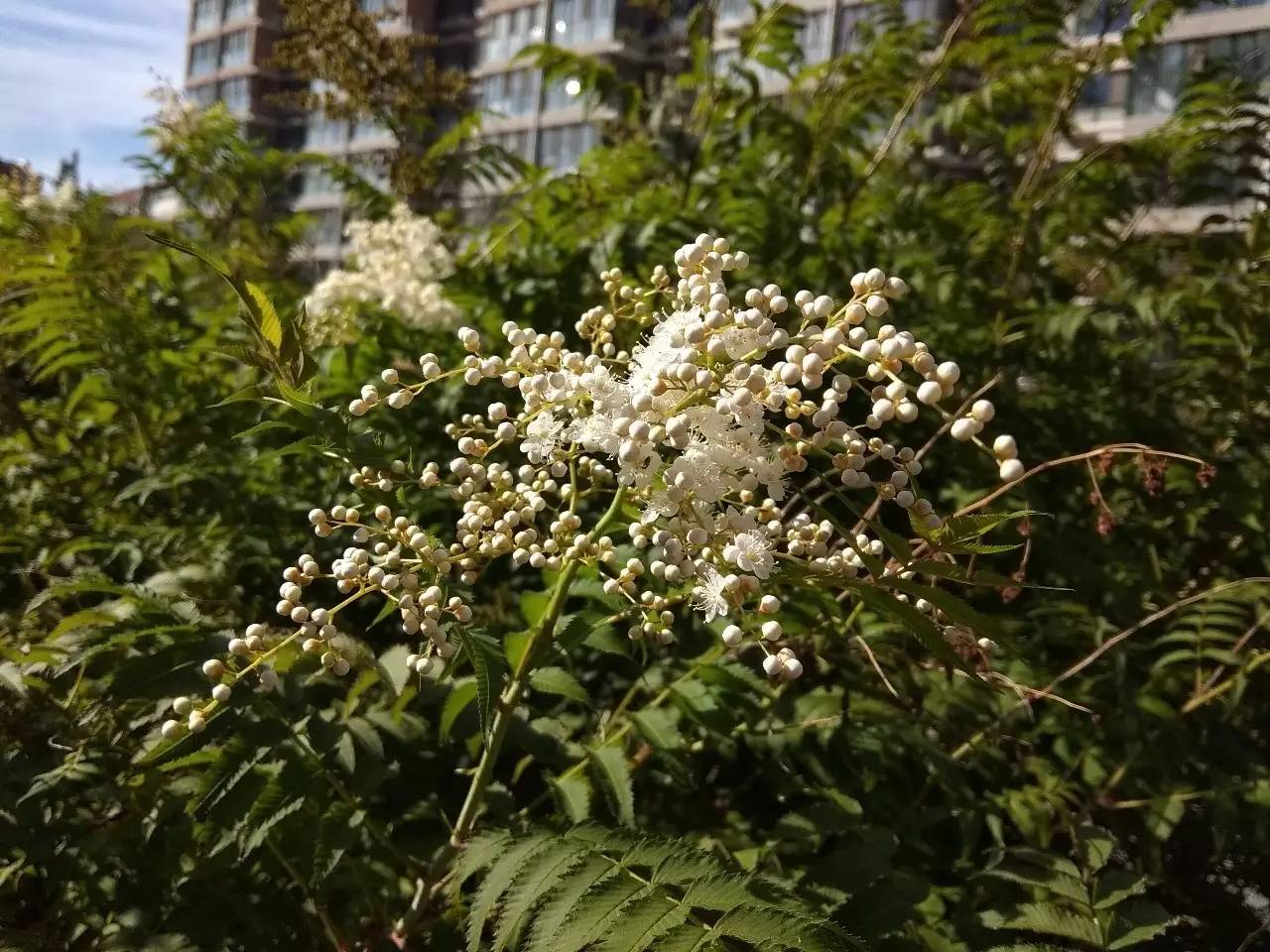 红米note5a吃鸡画质,红米note5a实际体验