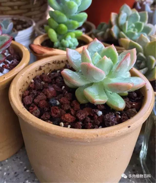 11岁小肉友的投稿：当多肉遇见盛夏的那场雨