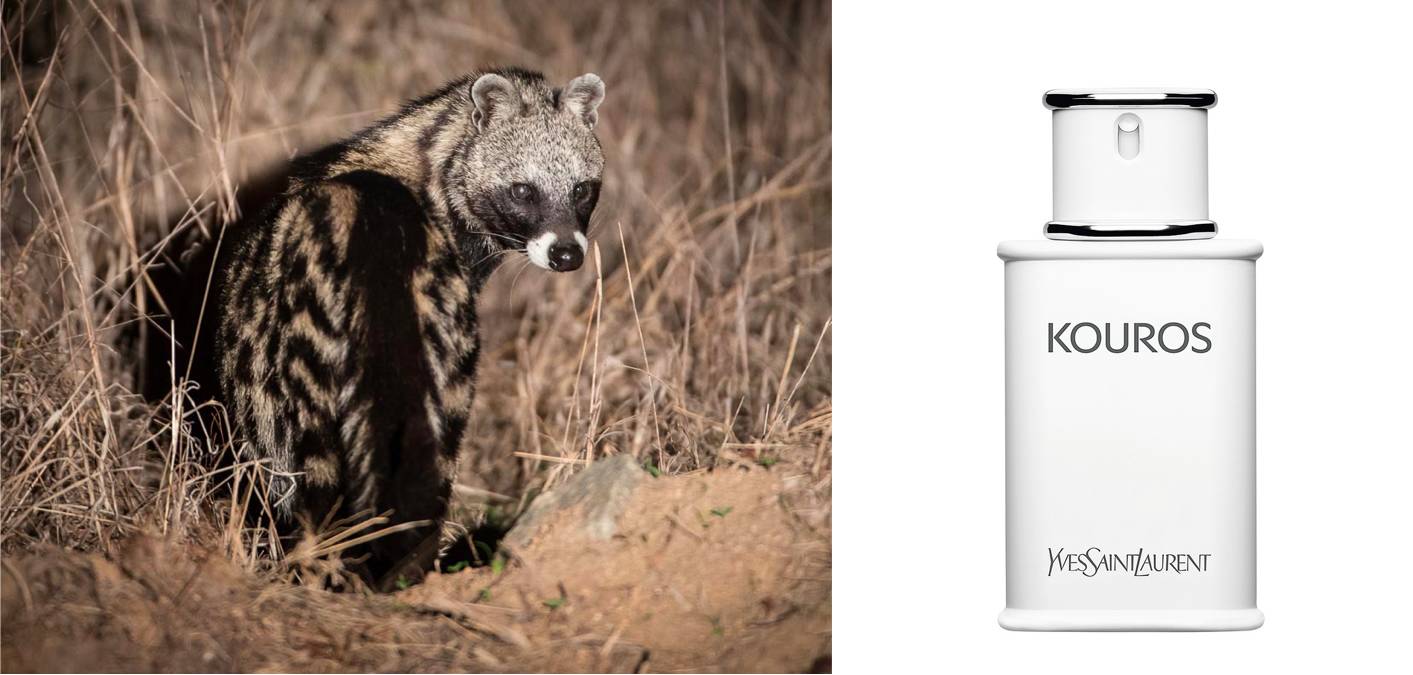 法国最精致的香水,法国最香的香水