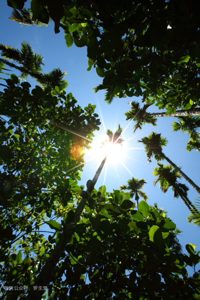 热带雨林里的美食,来这里吃的全是特色!