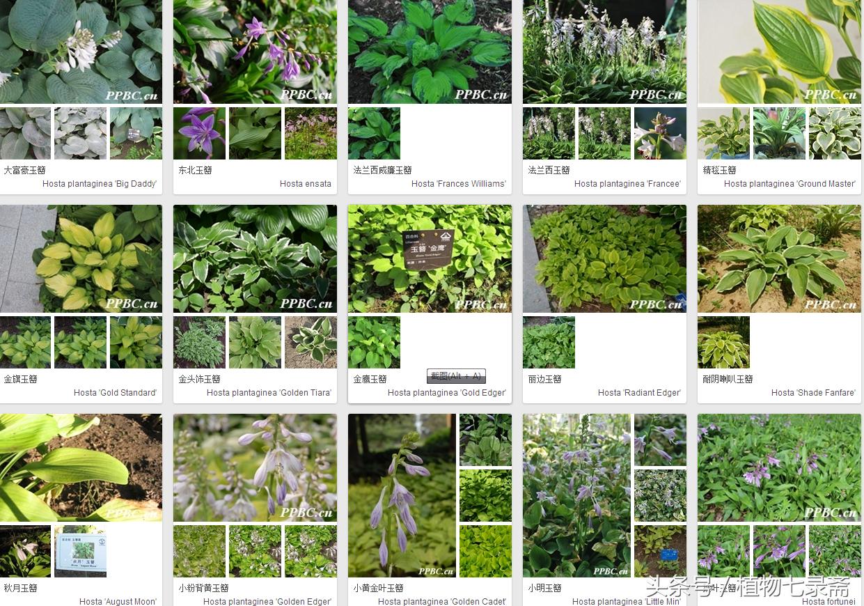 玉簪怎么养护,玉簪的养护方法