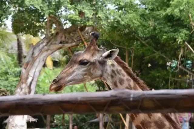三亚最值得小朋友去的地方,三亚美景小孩最喜欢玩的地方