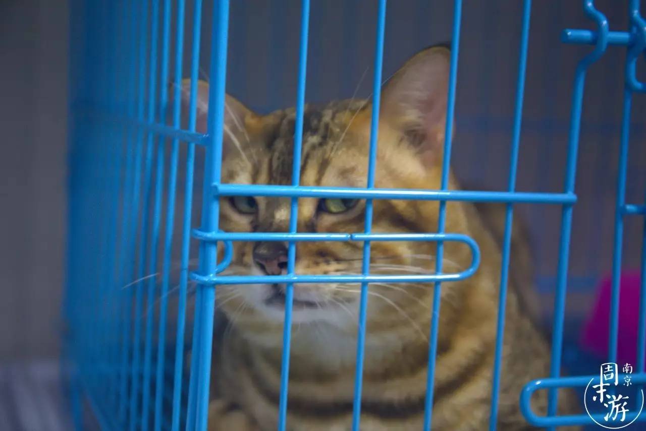 逛南京花卉市场视频,南京夫子庙花鸟鱼虫市场