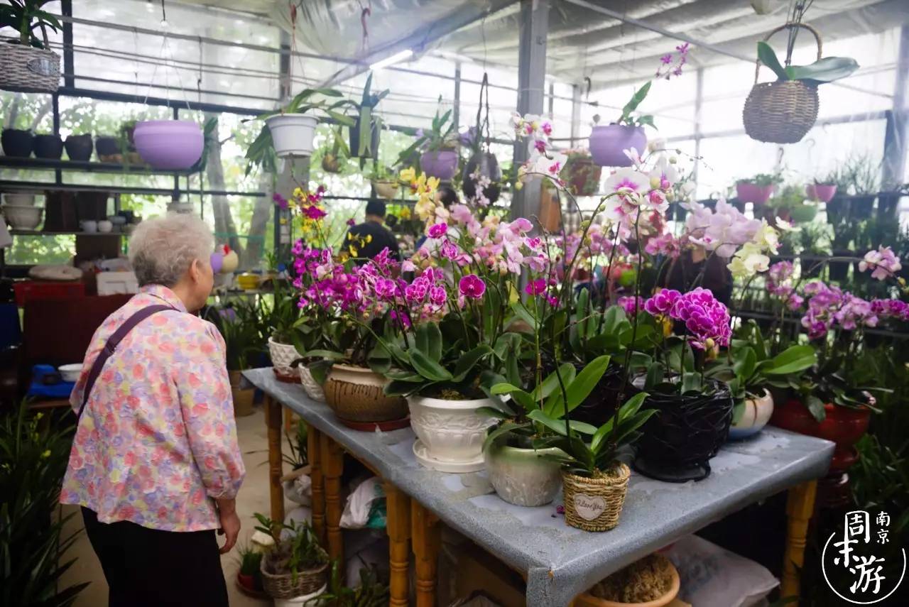逛花鸟鱼虫市场的视频,南京花鸟鱼虫市场